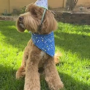 Meet your Posher, Martha